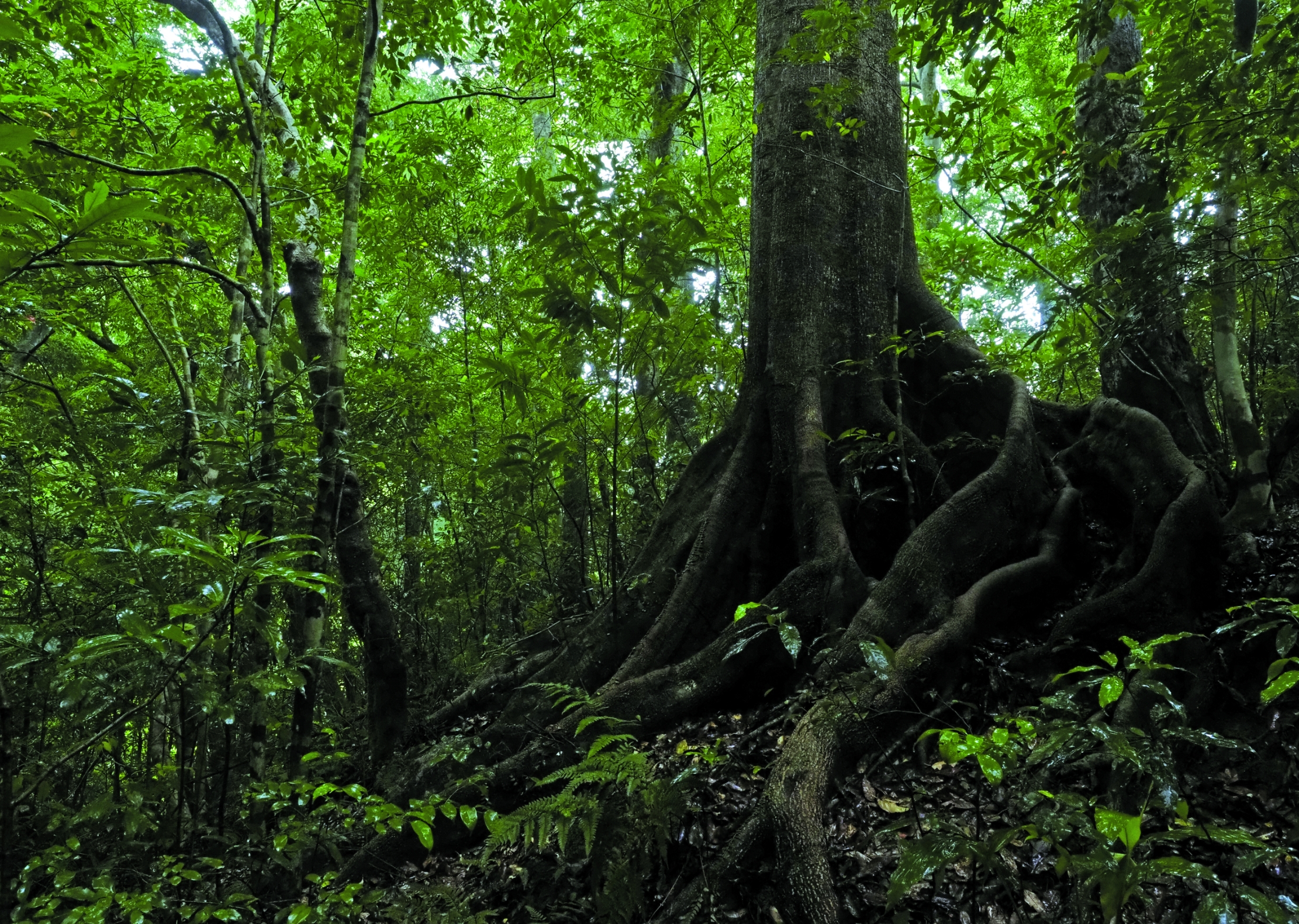 オキナワウラジロガシ