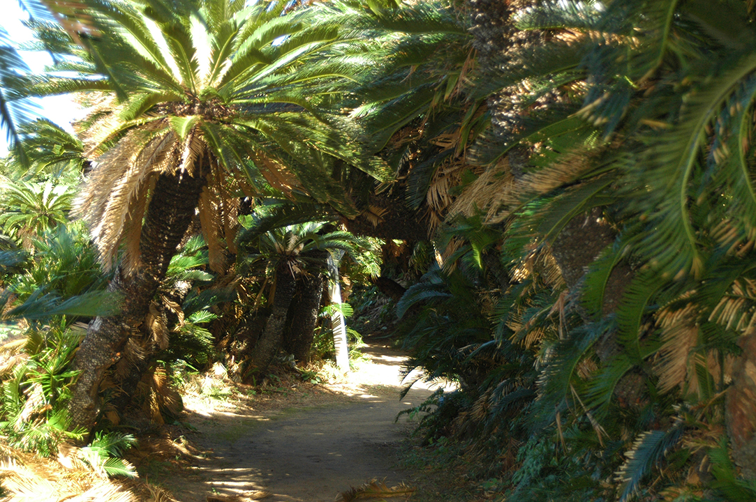 金見崎ソテツトンネル