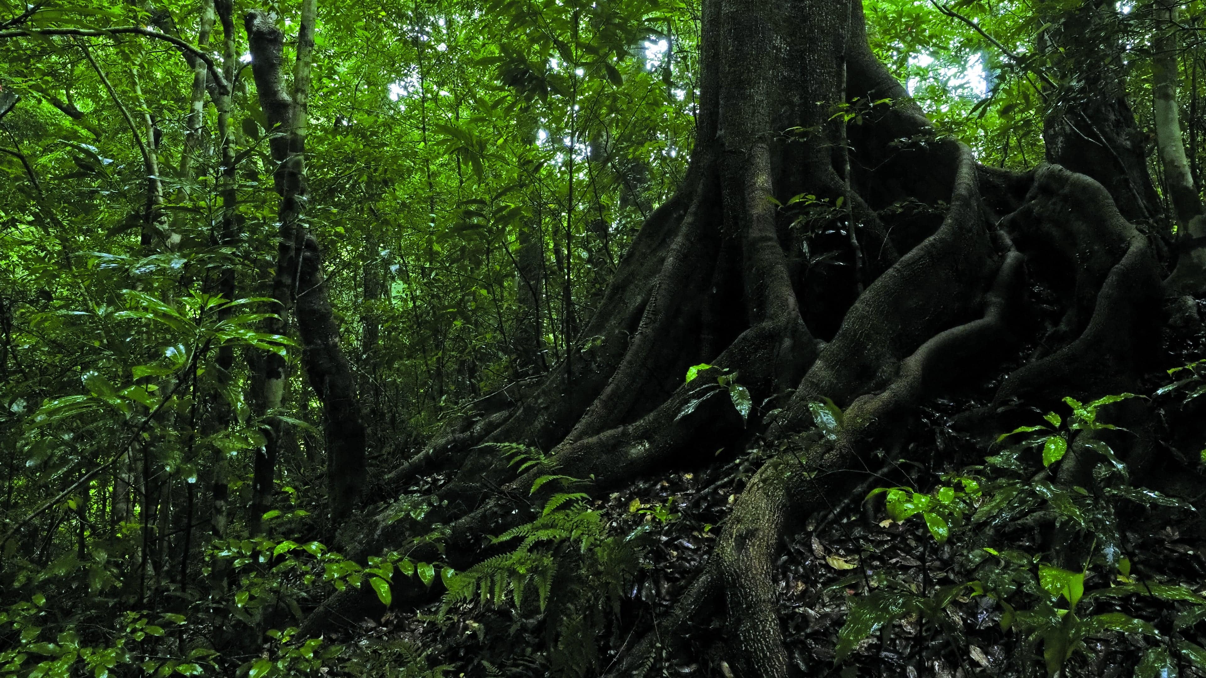 オキナワウラジロガシの森